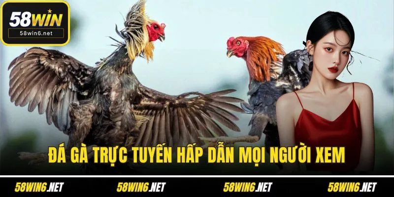 Đá gà trực tuyến hấp dẫn mọi người xem