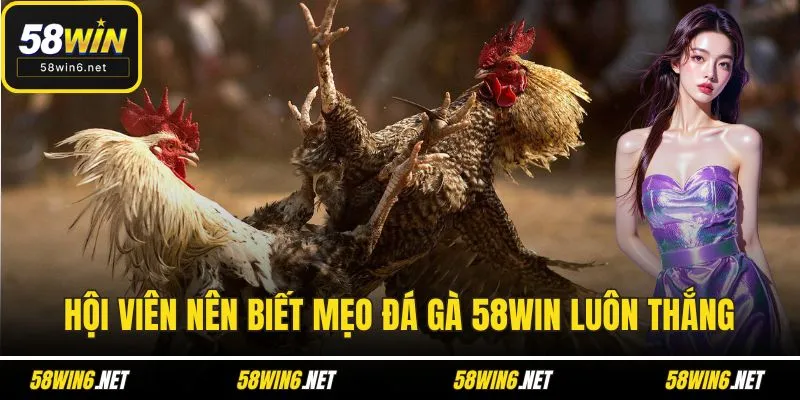 Hội viên nên biết mẹo đá gà 58WIN luôn thắng