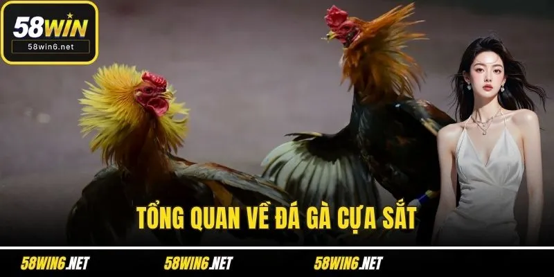 Tổng quan về Đá gà cựa sắt