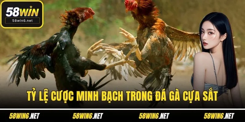 Tỷ lệ cược minh bạch trong Đá gà cựa sắt